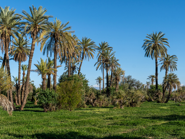 Marrakech I Palmeraie