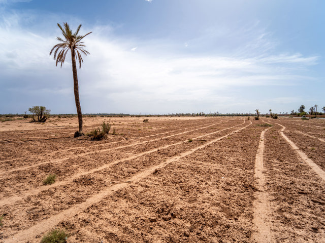 Marrakech I Palmeraie
