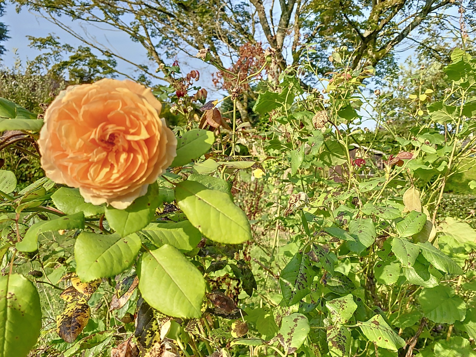 Huis te koop Overijse Jezus-Eik -, Immokantoor Brussel - 