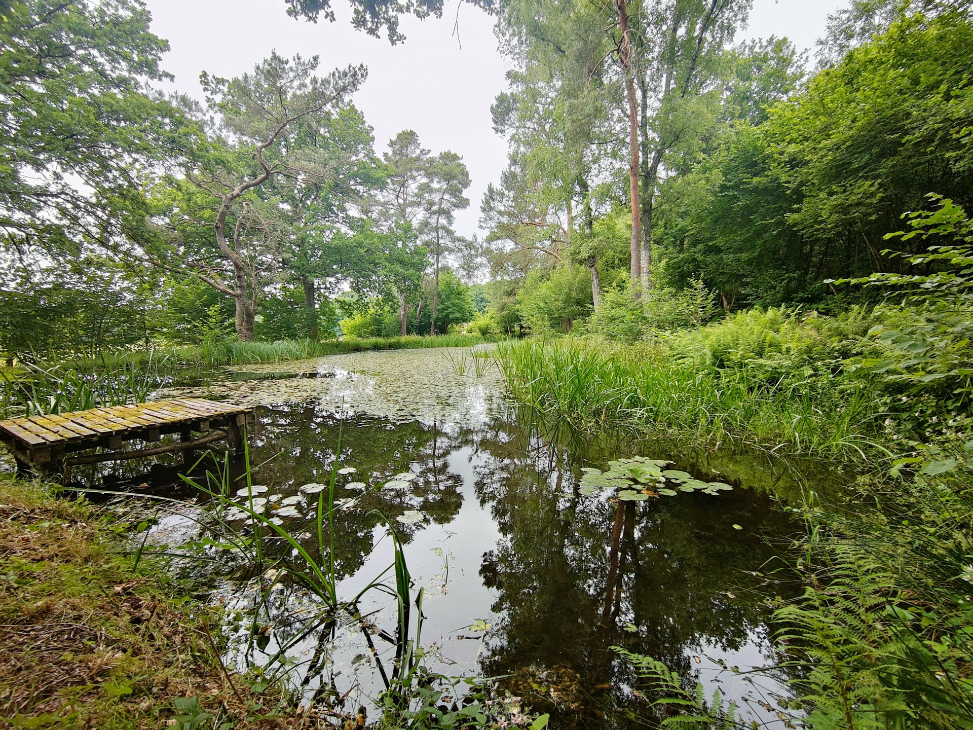 Zone verte - à vendre - 5575 Gedinne