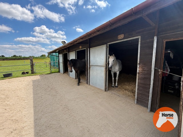 ASSE - Paardenaccommodatie op 1,07ha met 3 vergunde stallen 2