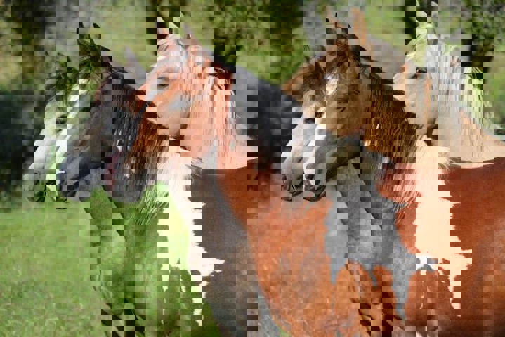 Autres - à vendre - 4920 Aywaille Harzé