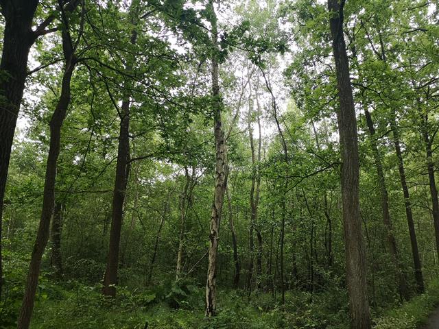 Bos - te koop - 2235 Hulshout