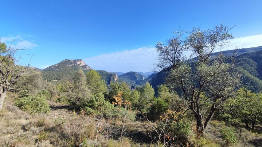 Terrain - À vendre - 06910 PIERREFEU