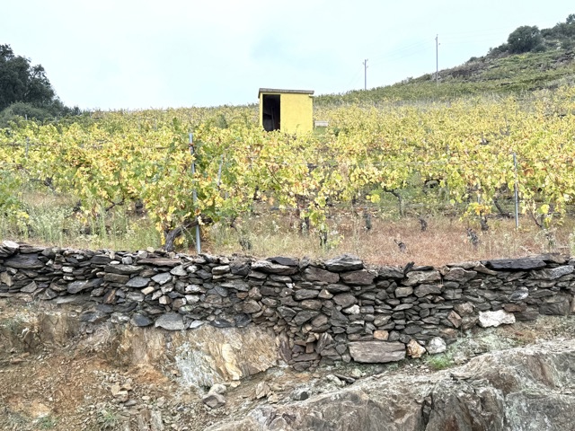Terrain agricole - À vendre - 66190 Collioure
