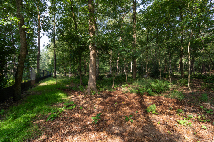 Essensteenweg perceel K5P6 afbeelding 3